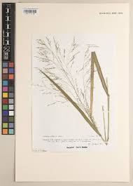 Image result for Panicum schinzii