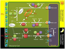 Inhibition of inducible no synthase sy lim's research while affiliated with seoul national university and other places. Frontiers Laying The Foundation For Crassulacean Acid Metabolism Cam Biodesign Expression Of The C4 Metabolism Cycle Genes Of Cam In Arabidopsis Plant Science