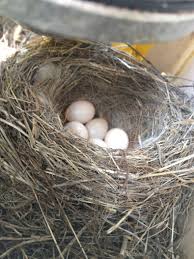 Garden Bird Birds And Their Eggs Pictures In My Garden Feather Wings Bird Nest Nest