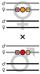 You can do gene silencing, which basically switches off a gene that's already in the organism. A Universal Vector Concept For A Direct Genotyping Of Transgenic Organisms And A Systematic Creation Of Homozygous Lines Elife