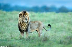Abraham later noted that he immediately noticed that he immediately began being treated with a great deal of respect by the crew on scarface because it. Africa Archives Bigcatswildcats