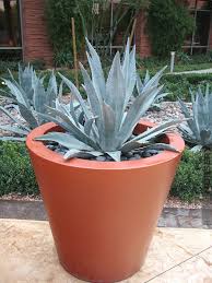 Xl Gets Huge Agave Americana Steel Blue Agave Plant Blue Agave Plant Plants