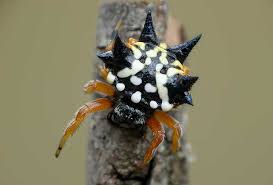 Spineybacked orb weaver spiders are found across the world, with u.s distributions ranging from southern california to florida. Meet The Australian Spider With A Thing For Christmas The Christmas Spider Austracantha Minax Integrate Sustainability