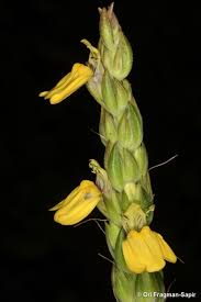 Image result for Justicia flava