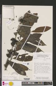 Image result for Aidia micrantha