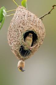 Birds With Their Nest Images Pin On Madarak