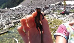 Image result for Craterostigma newtonii