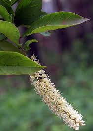 Image result for Iteaceae