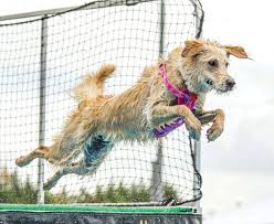 Dockdogs is a show and a competition all in one packed with entertainment! Could Your Dog Be A Dock Diver Pet Companion Magazine