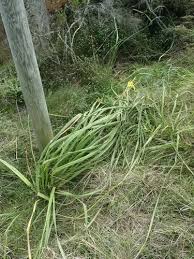 Image result for Moraea spathulata