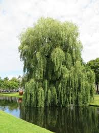 Maybe you would like to learn more about one of these? Heemraadssingel Park Rotterdam 2021 All You Need To Know Before You Go Tours Tickets With Photos Tripadvisor