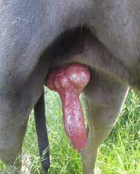 File:Great Dane penis.jpg - Wikimedia Commons