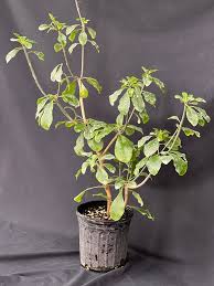 Image result for Euphorbia eylesii