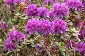 Purplish Blue Rhododendron Rhododendron Purplish Blue Plants
