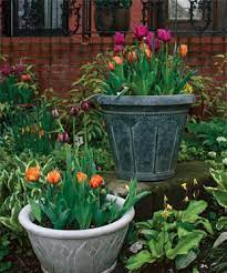 How To Plant Tulips In Pots Finegardening Planting Tulips Planting Bulbs Growing Tulips