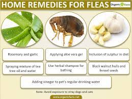 Home Remedies For Fleas Can Include Usage Of Rosemary Seeds Fennel Seeds Garlic Tea Tree Oil Herbal Oils And Sh Flea Remedies Fleas Home Remedies For Fleas