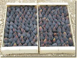 Image result for noire de caromb