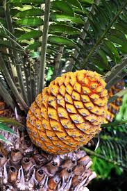 Image result for Encephalartos transvenosus