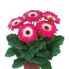 Gerbera Midi Dark Eyecatcher Purple Planting Flowers Plants Landscaping Plants