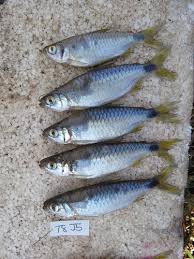 Image result for Lepidagathis lanatoglabra