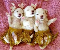 .puppies for sale , teacup cavapoo puppies for sale, teacup yorkie poo, teacup cavalier king charles spaniel. Maltese Puppies I Found On Craigslist This Morning Adorable Maltese Puppy Teacup Puppies Maltese Maltese Puppies For Sale