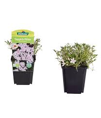 Weiß und blau sind die farben von 'bavaria'. Teppich Phlox Polster Phlox Dehner