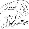 Cute baby deer coloring pages. 1