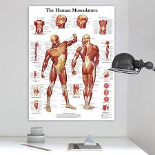 Learn about human anatomy with free interactive flashcards. Human Anatomy Muscles System Art Poster Print Body Map Canvas Wall Pictures For Medical Education Buy From 3 On Joom E Commerce Platform
