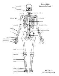 This article explains the bone structure of the human body, using a labeled skeletal system diagram and a simple technique to memorize the names of all the bones. Skeletal System Diagrams And Labeling Pages Bundle For High School And College