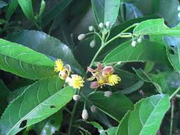 Image result for Grewia rugosifolia
