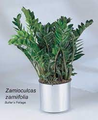 Zz Plant Care Tips How To Grow Zamioculcas Zamiifolia Plants Zz Plant Care Zz Plant