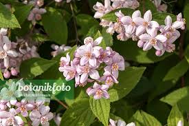 Image result for Deutzia x hybrida ′Mont Rose