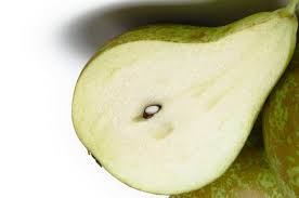 Pears are fruits produced and consumed around the world, growing on a tree and harvested in late summer into october. Pear Tree Harvest And Yield Wikifarmer