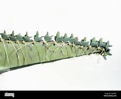 Image result for Bryophyllum