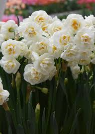 Bridal Crown Fragrant And Multi Headed Containers Indoors And Outside