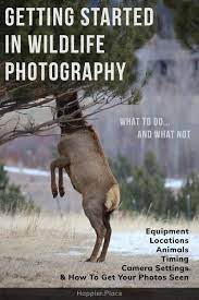 Getting Started In Wildlife Photography Wildlife Photography Wildlife Photography Tips Wildlife