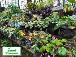 Cukup disiram secukupnya sekitar 2 minggu sekali, kamu bisa merawat tanaman dengan banyak manfaat ini! Jual Aneka Jenis Tanaman Bunga Harga Murah Siap Kirim