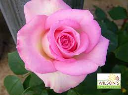 Falling In Love Rose Beautiful Roses Rose Love Rose