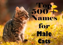 Polar bear (a white cat featured in several books naming your boy cat after famous heroes is another way to approach naming a feline with a big personality. 500 Most Popular Names For Male Cats A Z Cat Mania