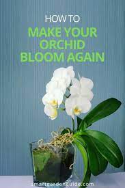 How To Make Phalaenopsis Orchids Rebloom Smart Garden Guide In 2021 Orchids Orchid Plant Care Phalaenopsis Orchid Care