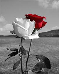 10 Most Beautiful Roses Beautiful Roses Beautiful Flowers Red Roses