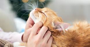 Can my cat eat apples? Why Do Cats Purr Pumpkin Pet Care