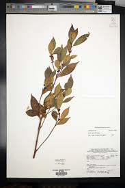 Image result for Ficus oreodryadum