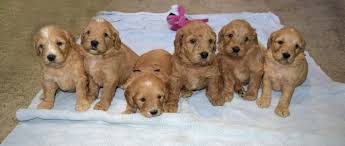 Deposits being taken to reserve your puppy call or text log in to view. Golden Retriever Breeders Near You With Puppies For Sale