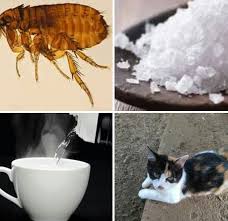 Sehingga, anda perlu mengetahui batasan berapa batas konsumsi gula per hari? Kucing Rawatan Dan Penjagaan Posts Facebook