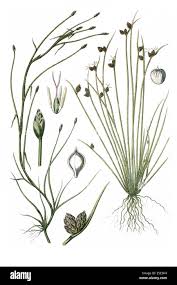 Image result for Pycreus sp.no.1