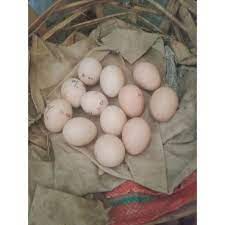 Saya ambil dua biji dan malamnya saya cuba masak. Telur Ayam Hutan Hijau Fertil Ori Hasil Penangkaran Shopee Indonesia