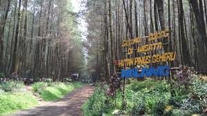 Bantuan diwujudkan dalam bentuk timbangan dan pengukur tinggi badan balita, alat ukur tinggi badan dewasa, timbangan digital, alat ukur tensi darah serta suplemen dan vitamin. Harga Tiket Masuk Dan Rute Hutan Pinus Semeru Suguhan Keindahan Wisata Alam Yang Menakjubkan Daka Tour