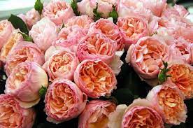 Check spelling or type a new query. Princess Charlene De Monaco Parfum Flower Company Facebook