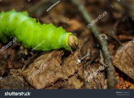 Big Green Worm Caterpillar Forest Stock Photo Edit Now